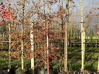 Haagbeuk - sierboom (2x) - afbeelding 1 van  3