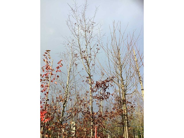 Haagbeuk - sierboom (2x) - afbeelding 2 van  3