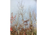 Haagbeuk - sierboom (2x) - afbeelding 2 van  3