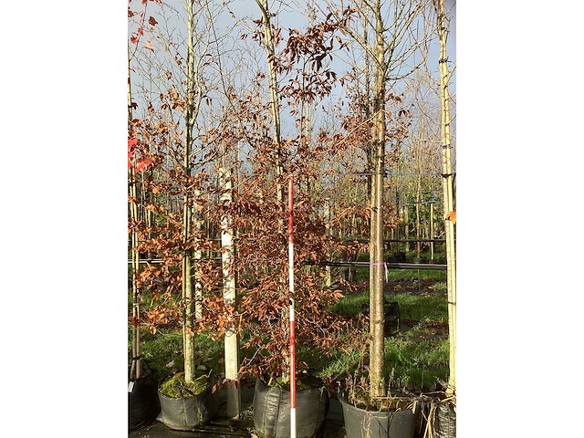 Haagbeuk - sierboom (2x) - afbeelding 3 van  3