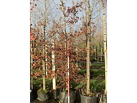 Haagbeuk - sierboom (2x) - afbeelding 3 van  3