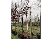Haagbeuk - sierboom (2x) - afbeelding 2 van  3