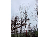 Haagbeuk - sierboom (2x) - afbeelding 3 van  3