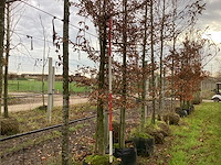 Haagbeuk - sierboom - afbeelding 1 van  3