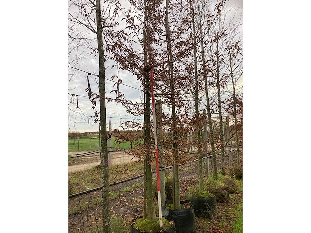 Haagbeuk - sierboom - afbeelding 2 van  3