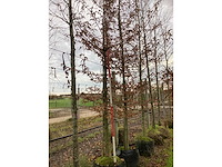 Haagbeuk - sierboom - afbeelding 2 van  3