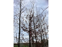 Haagbeuk - sierboom - afbeelding 3 van  3