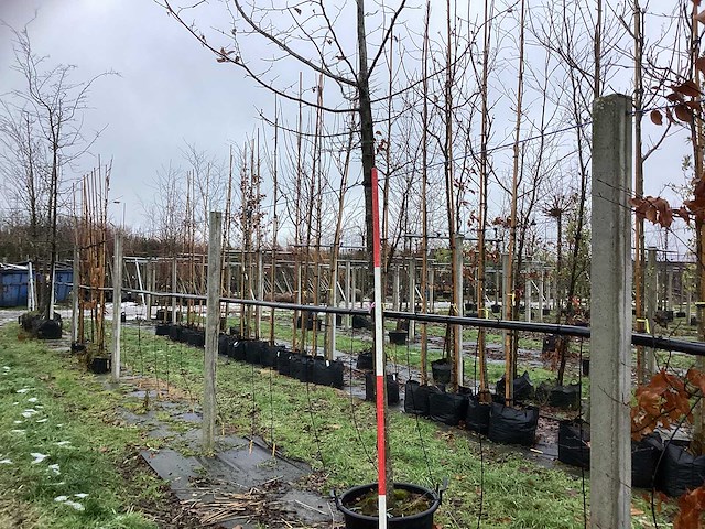Haagbeuk - sierboom - afbeelding 1 van  3