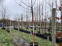 Haagbeuk - sierboom - afbeelding 1 van  3