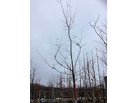 Haagbeuk - sierboom - afbeelding 2 van  3