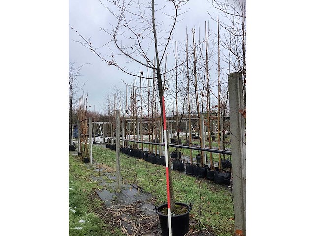 Haagbeuk - sierboom - afbeelding 3 van  3