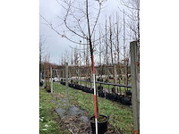 Haagbeuk - sierboom - afbeelding 3 van  3