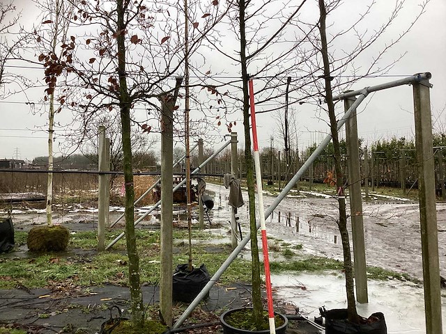 Haagbeuk - sierboom - afbeelding 1 van  2