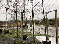 Haagbeuk - sierboom - afbeelding 1 van  2