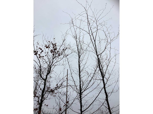 Haagbeuk - sierboom - afbeelding 2 van  2