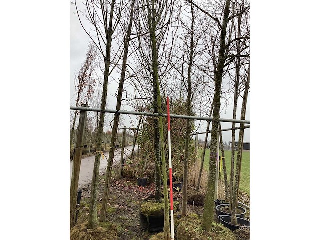 Haagbeuk - sierboom - afbeelding 1 van  2