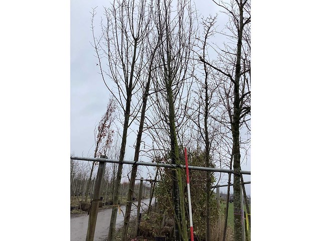 Haagbeuk - sierboom - afbeelding 2 van  2