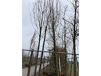 Haagbeuk - sierboom - afbeelding 2 van  2