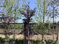 Haagbeuk - sierboom - afbeelding 1 van  2