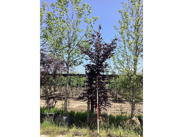 Haagbeuk - sierboom - afbeelding 2 van  2
