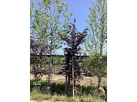 Haagbeuk - sierboom - afbeelding 2 van  2