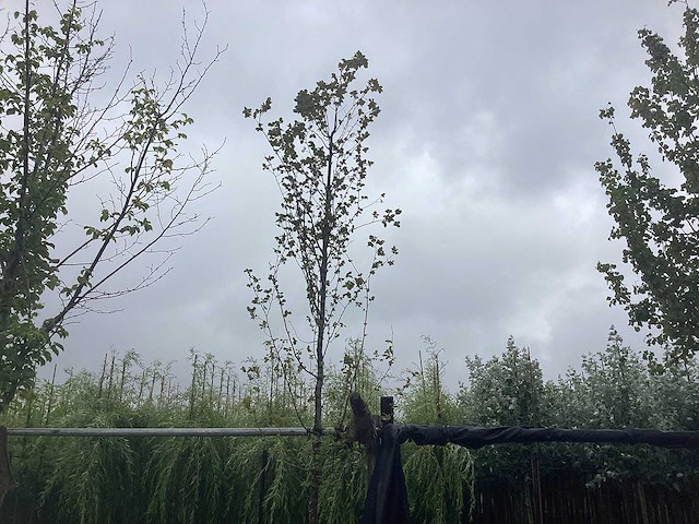 Haagbeuk - sierboom - afbeelding 1 van  2