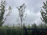 Haagbeuk - sierboom - afbeelding 1 van  2