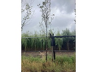 Haagbeuk - sierboom - afbeelding 2 van  2