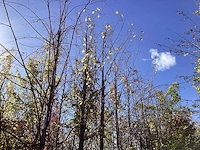 Haagbeuk - sierboom