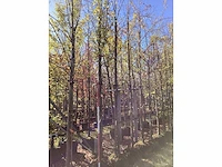 Haagbeuk - sierboom