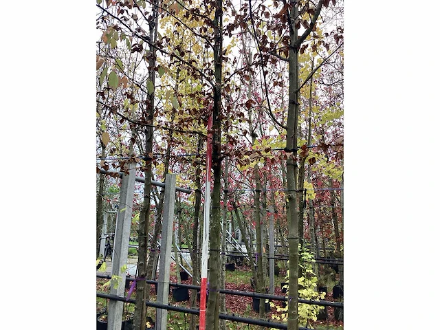 Haagbeuk - sierboom - afbeelding 1 van  1