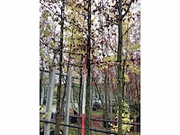 Haagbeuk - sierboom