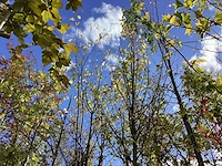 Haagbeuk - sierboom - afbeelding 1 van  1