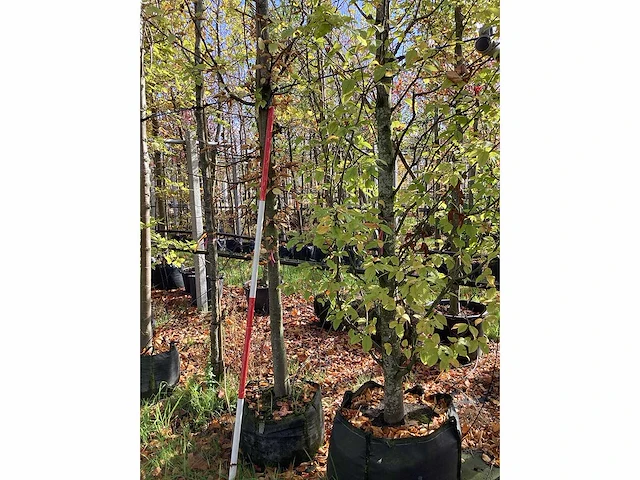 Haagbeuk - sierboom - afbeelding 3 van  3