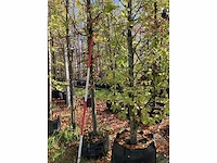Haagbeuk - sierboom - afbeelding 3 van  3