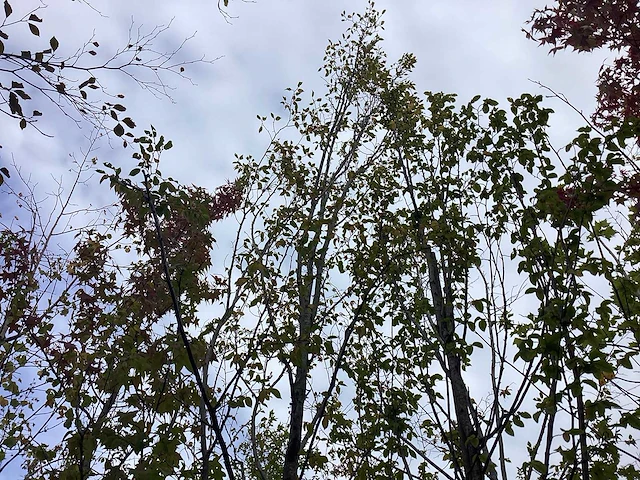 Haagbeuk - sierboom - afbeelding 2 van  3