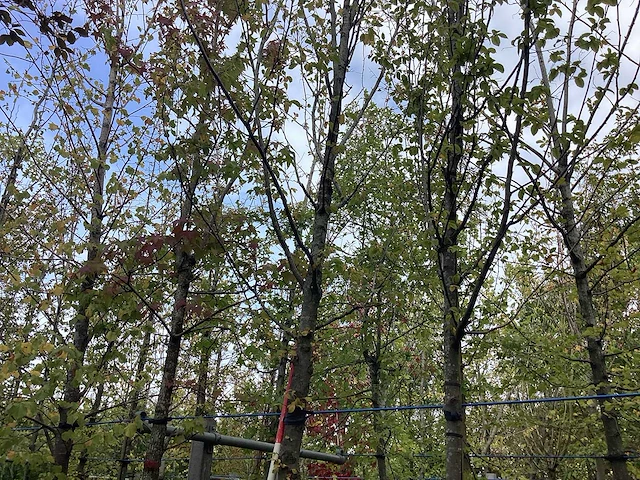 Haagbeuk - sierboom - afbeelding 1 van  3