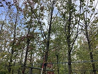 Haagbeuk - sierboom - afbeelding 1 van  3