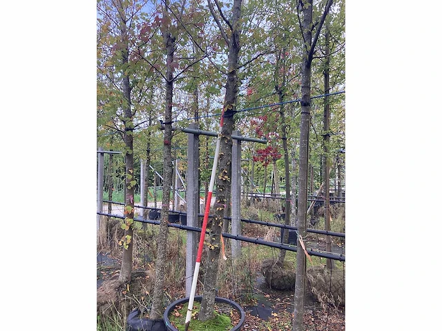 Haagbeuk - sierboom - afbeelding 3 van  3