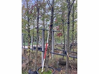Haagbeuk - sierboom - afbeelding 3 van  3