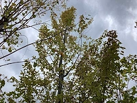 Haagbeuk - sierboom