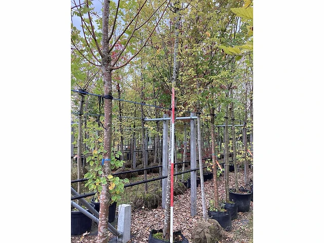 Haagbeuk - sierboom - afbeelding 2 van  3