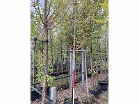Haagbeuk - sierboom - afbeelding 2 van  3