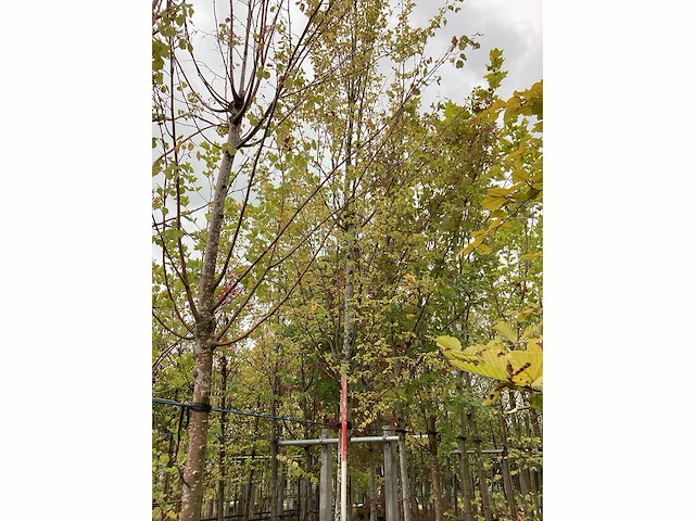 Haagbeuk - sierboom - afbeelding 3 van  3