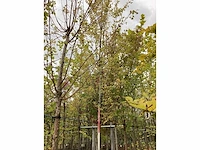 Haagbeuk - sierboom - afbeelding 3 van  3