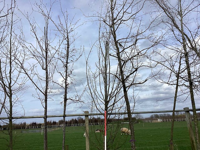 Haagbeuk - vormbomen - afbeelding 1 van  2