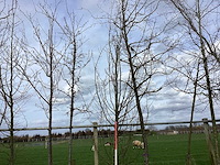 Haagbeuk - vormbomen - afbeelding 1 van  2