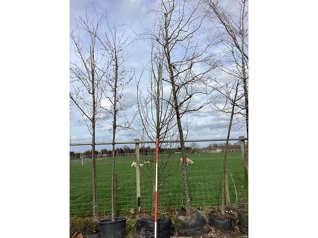 Haagbeuk - vormbomen - afbeelding 2 van  2