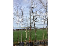 Haagbeuk - vormbomen - afbeelding 2 van  2