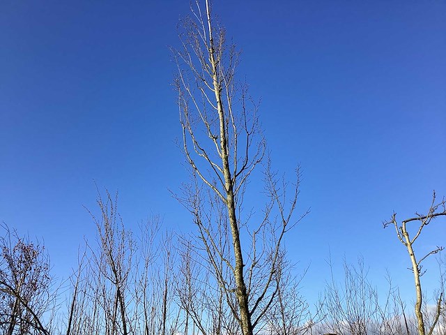 Haagbeuk - vormbomen - afbeelding 1 van  2